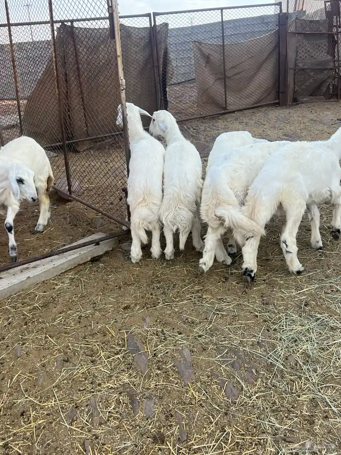 طليان 3