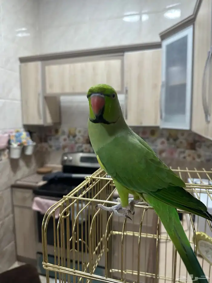 ببغاء درة 5