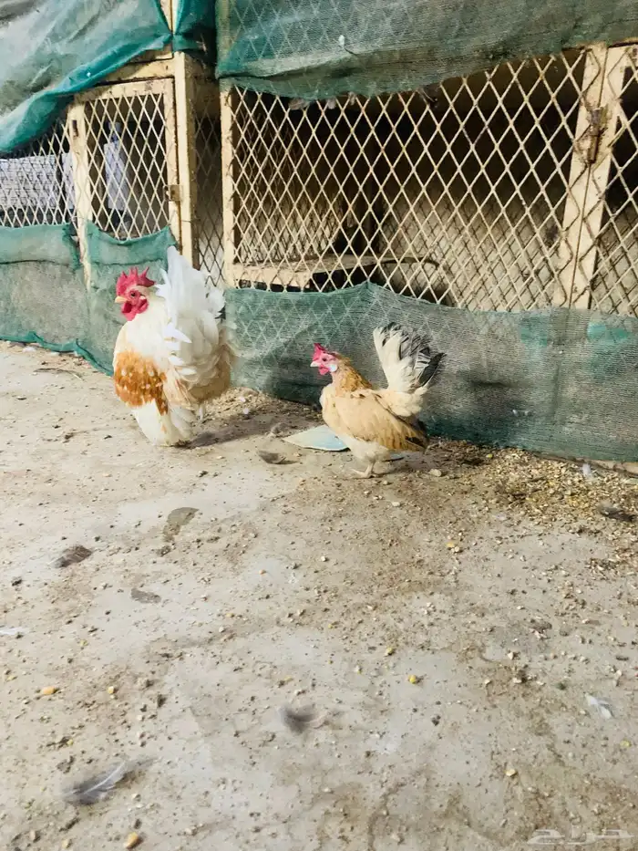 زوج سيراما مستوا طيب 3