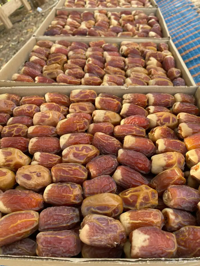 تمر صقعي درجه ثانيه 1