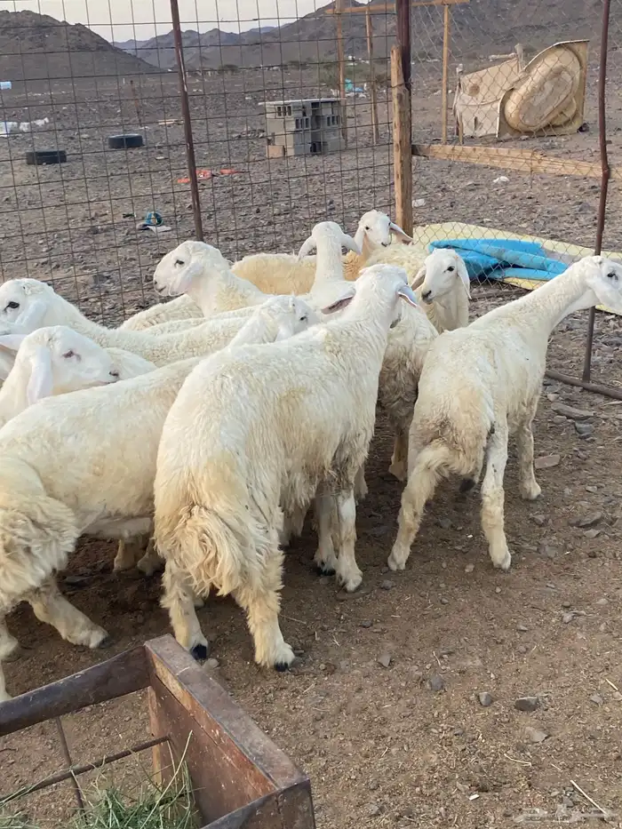 طليان جبره ذبايح 4
