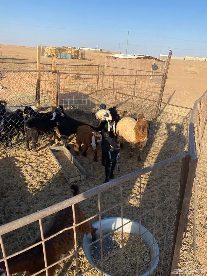 بهم البيع 1