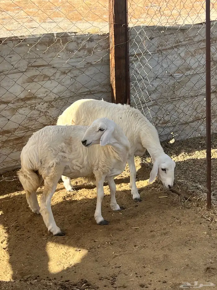 رخال حريات( تم البيع ) 3