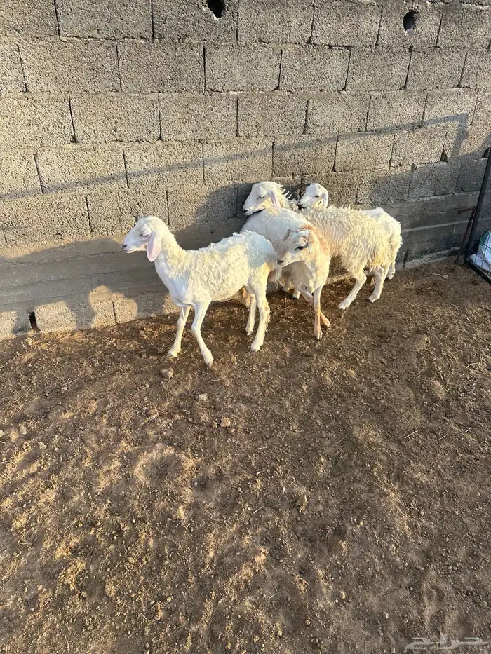طليان ورخال 3