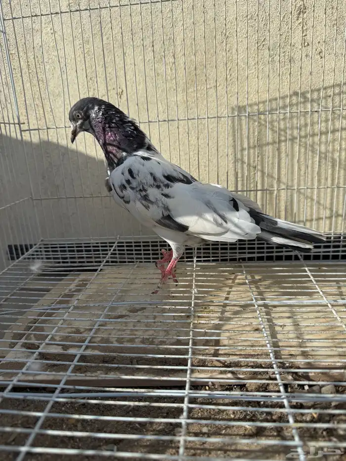 حمام باكستاني تيدي 3
