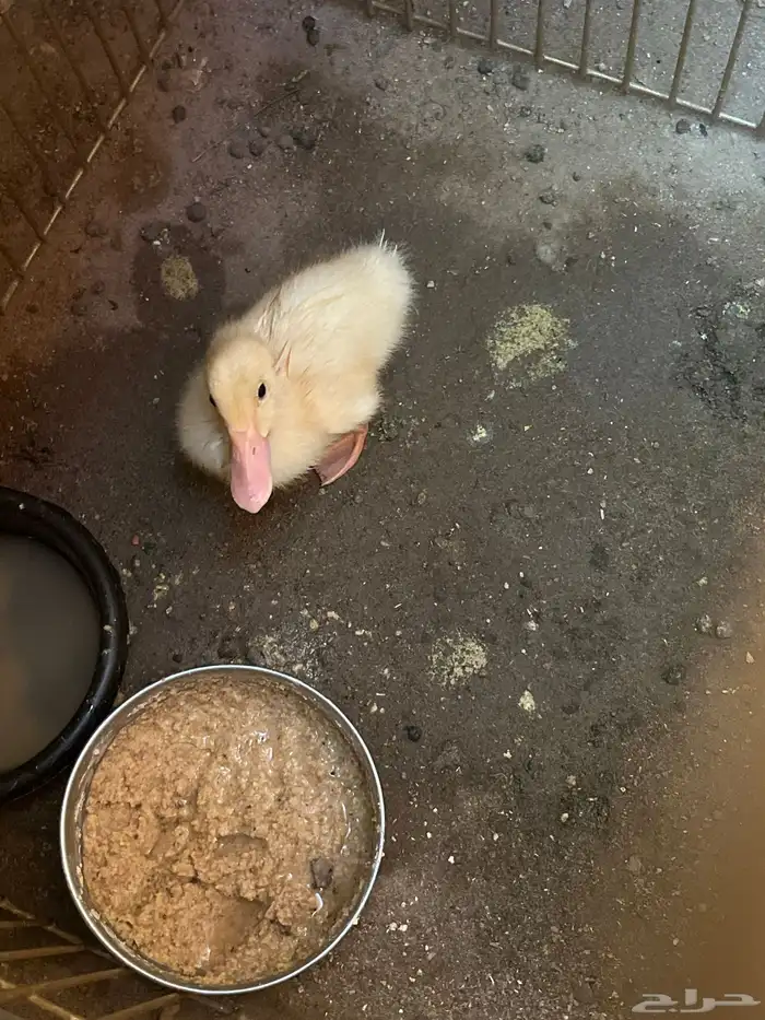 بطه صغيره 0