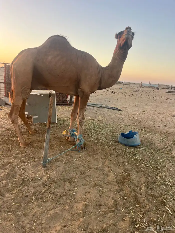 جمل احمر 1