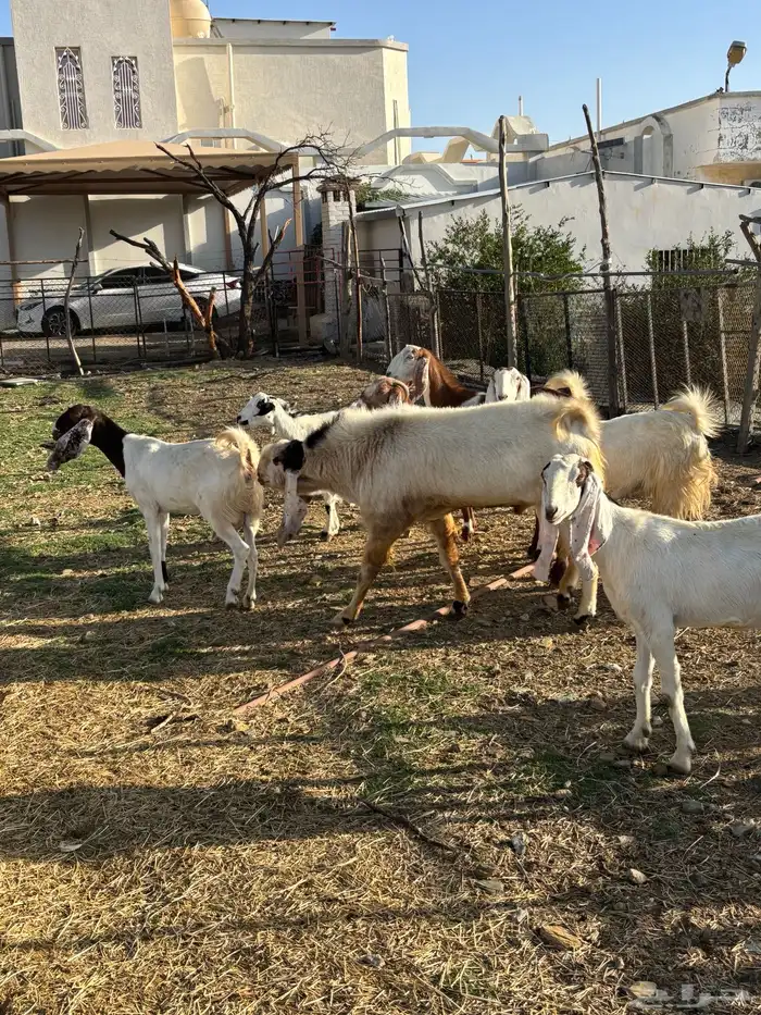 معزا صنف مع الفحل 2