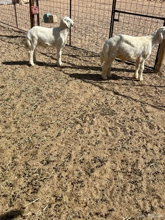 7 طليان حرية 4