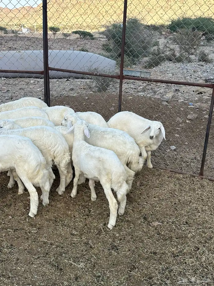 طليان للبيع 5