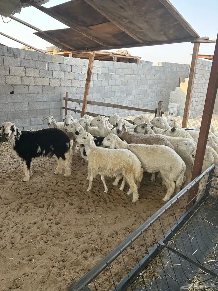 خرفان حريه شرط الدمام الخبر 1