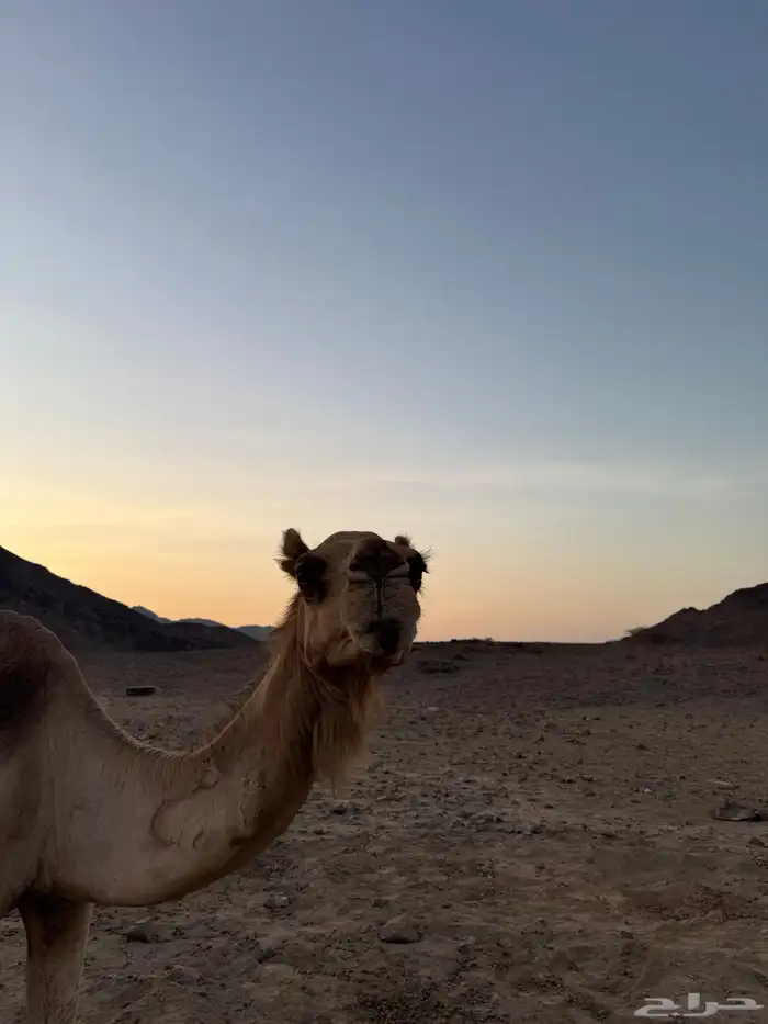 ناقه مسحوب ولدها 1