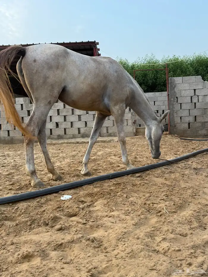 فرس شعبيه للبيع 2