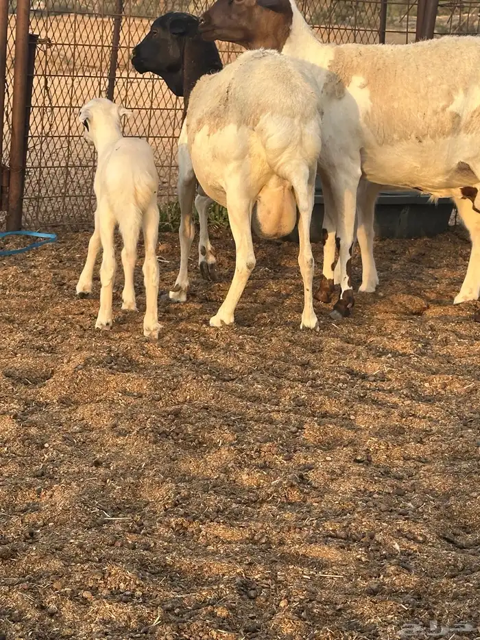 غنم برابر خلفات 4