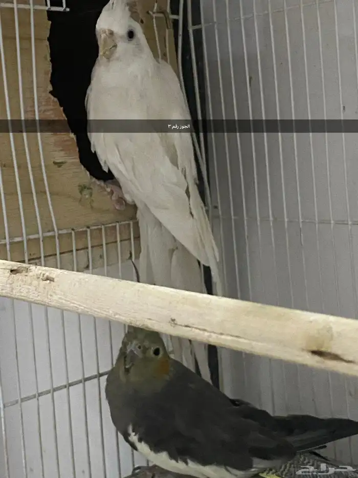 ثلاث اجواز كروان 8