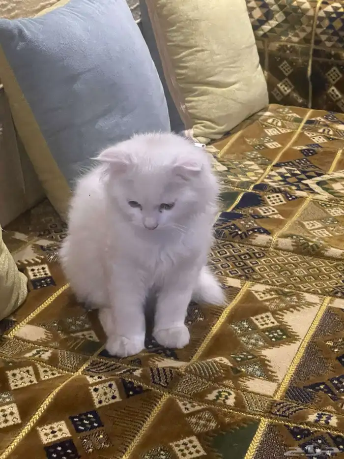شيرازي 1