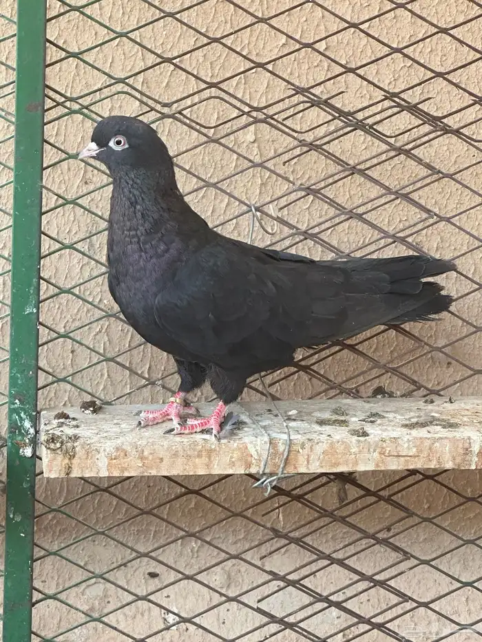 قطايف 2