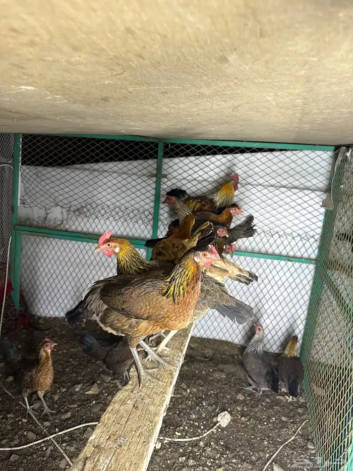 دجاج عربي 3