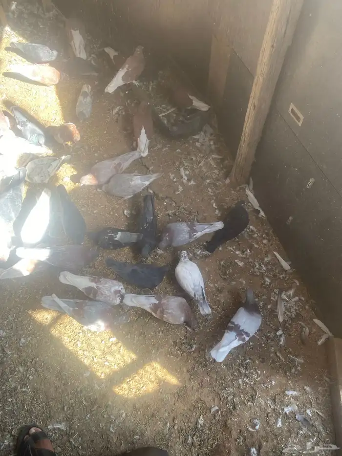 حمام 44 جوز نظيف 1
