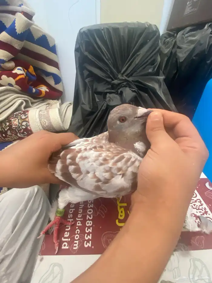 حمام زوجال واحد زوج واحد زاجل أنثى 1