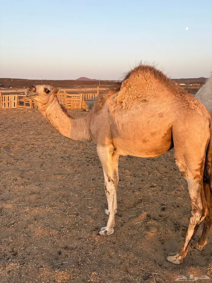 بكره للبيع 1