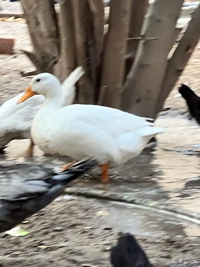بط مصري للبيع 3