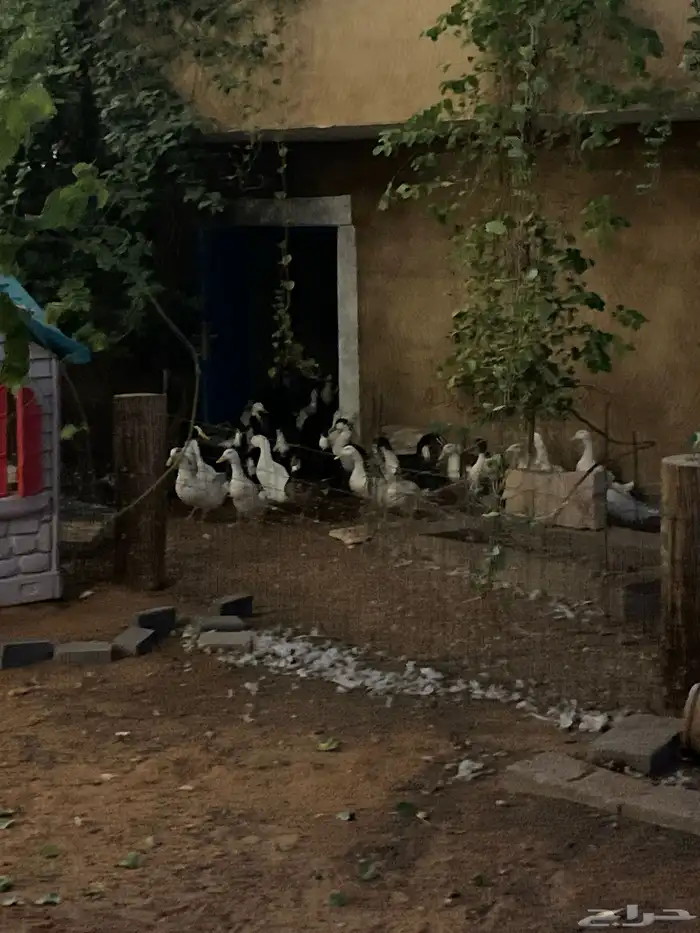 بط بكيني فرنسي سوبر 0