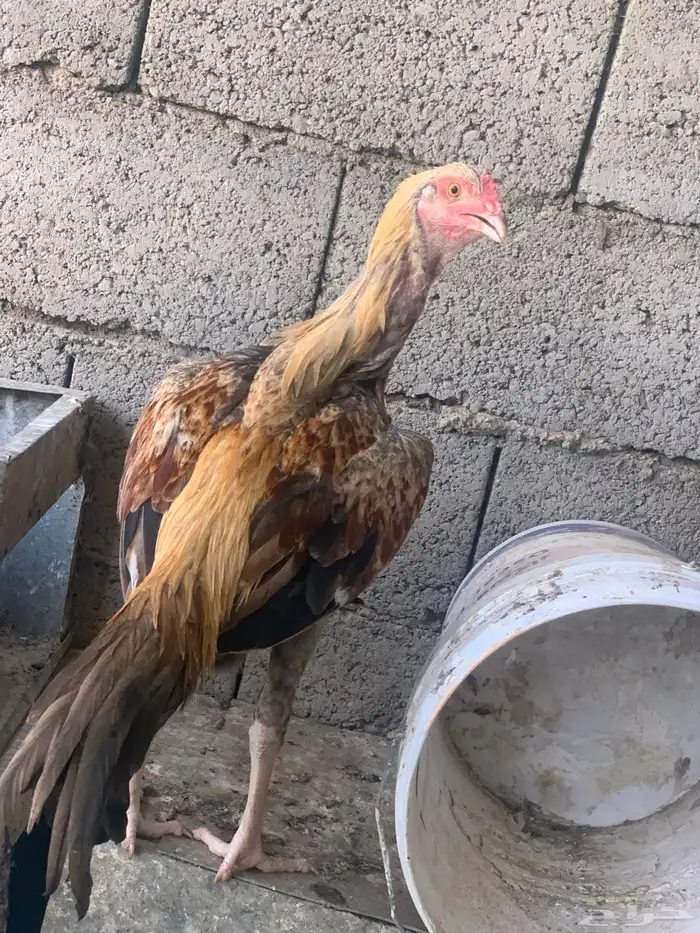 للبيع ديك سندي 2
