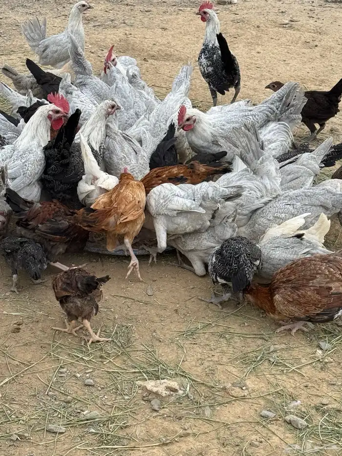 دجاج 2