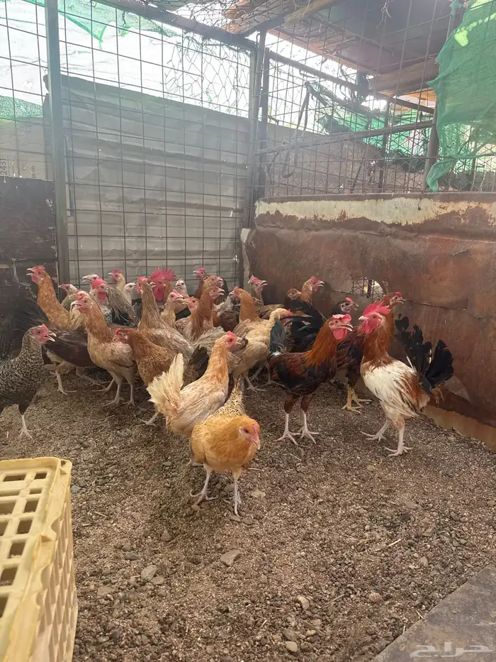 دجاج بياض 0