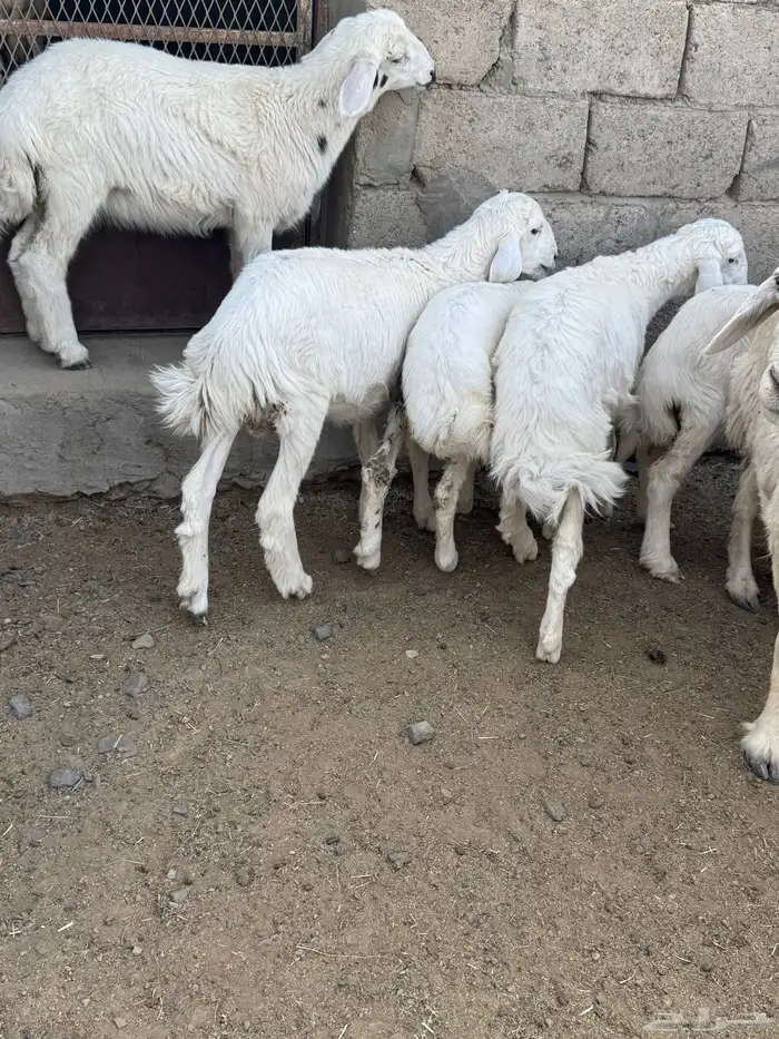 بادية العقيق 3