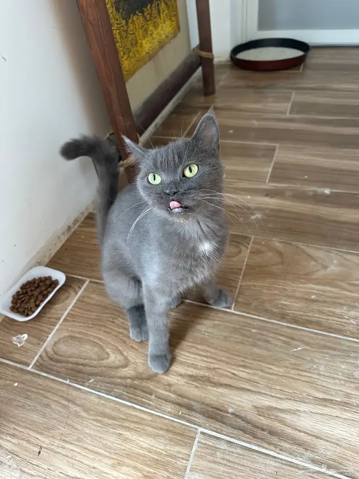 قطط 2