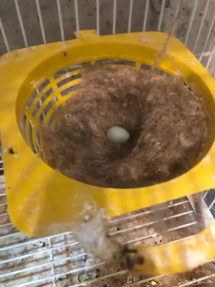 انثى كناري سوري منتجه شرط (( تم البيع )) 1