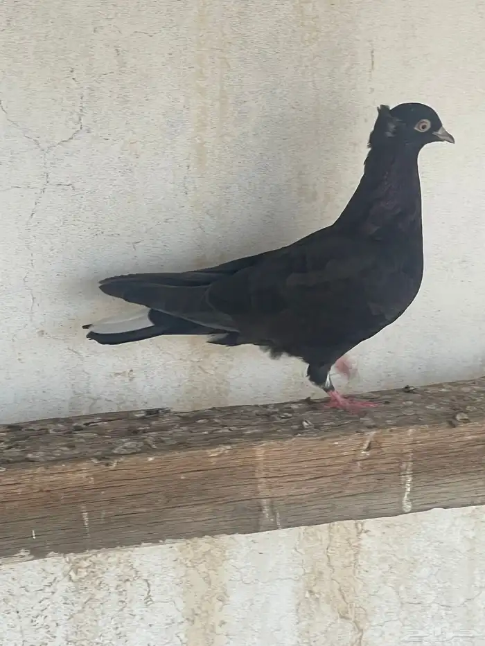 حمام قطيفي حبه 0