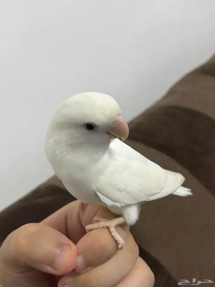 ببغاء روز ابيض البينو 2