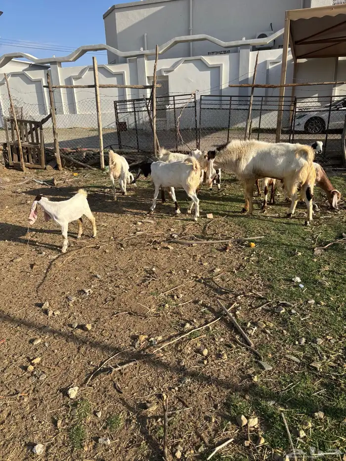 معزا صنف مع الفحل 0