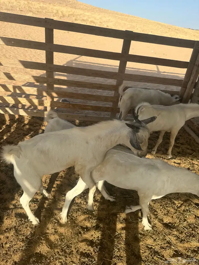 تيوس بلدي 2