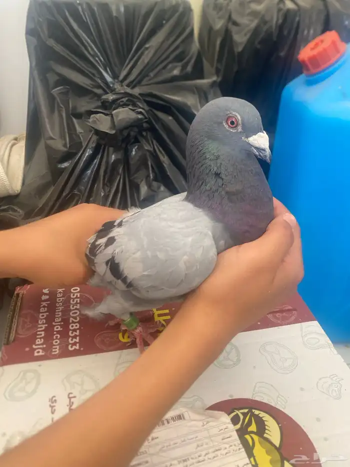 حمام زوجال واحد زوج واحد زاجل أنثى 4
