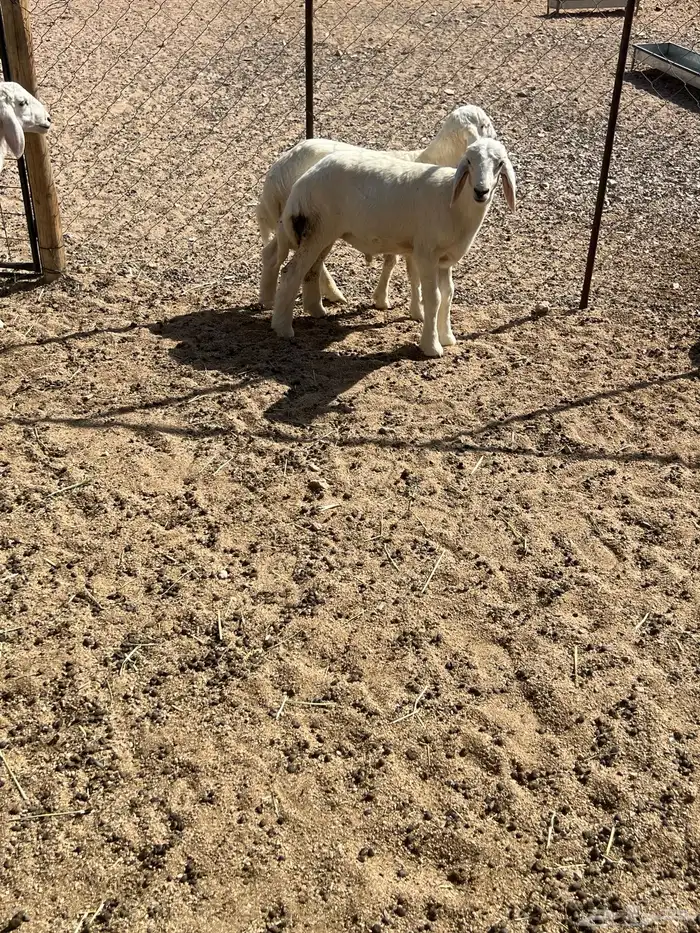 7 طليان حرية 0
