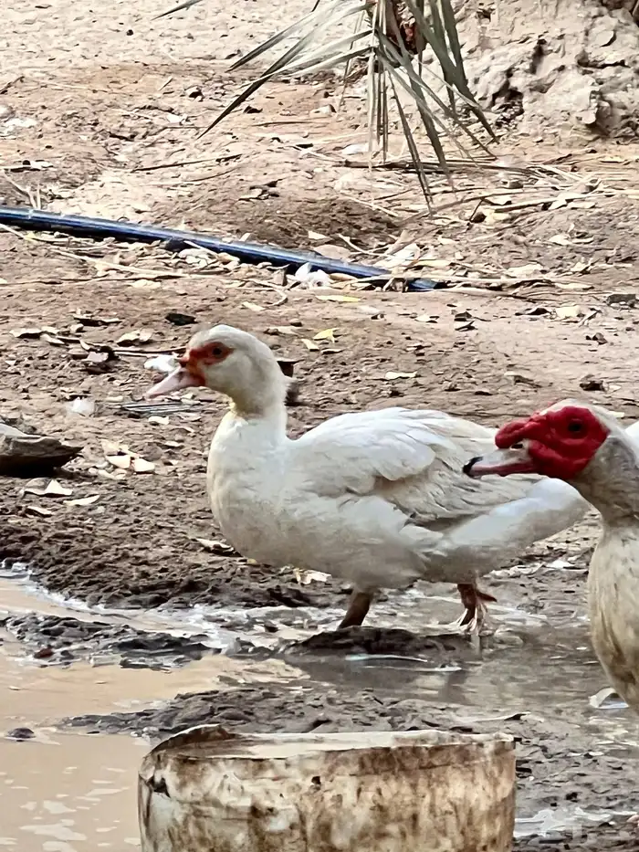 بط مصري للبيع 1