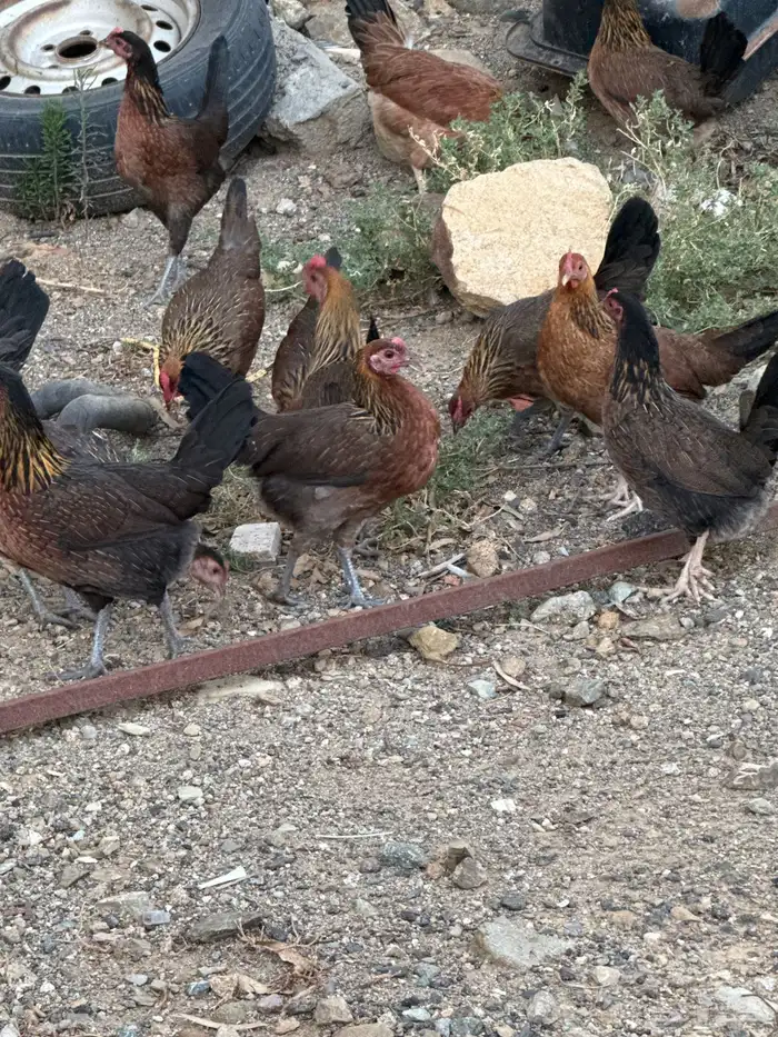 دجاج عربي 0