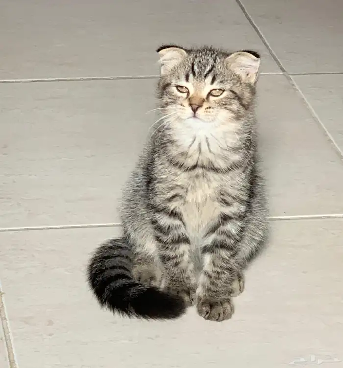 قطط سكوتش فولد كيتن شورت هير انتاج جميل ماشاءالله للبيع 8