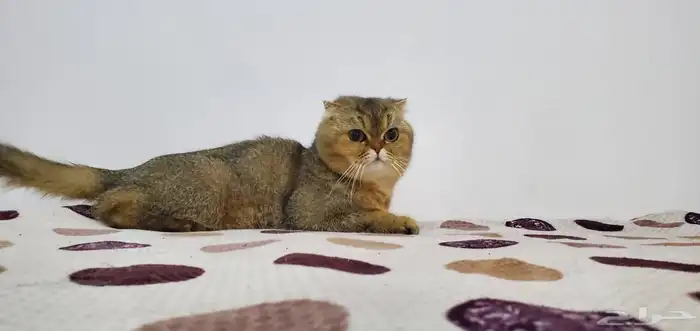 سكوتش فولد للبيع 1