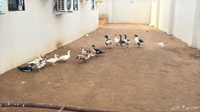وز  بط للبيع على السوم 0
