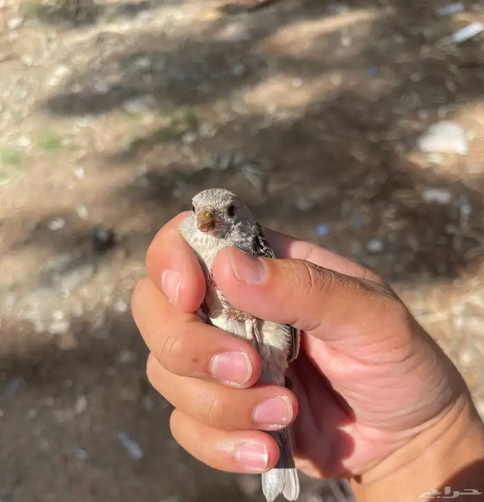 كمية جديدة من الحسون ( الياسمين ) الطائفي 3