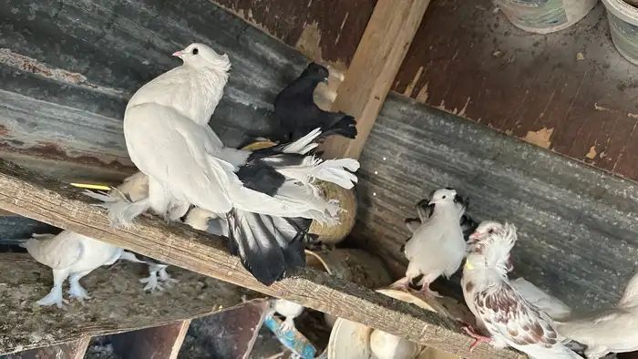 حمام زينه للبيع 14
