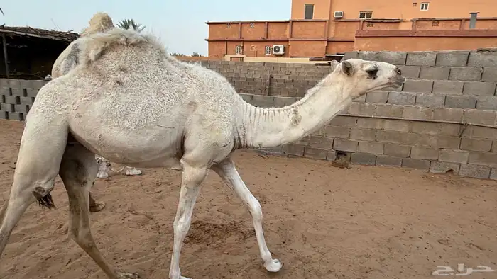 بكره مفروده سمين 0