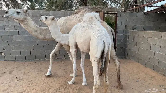 بكره مفروده سمين 1