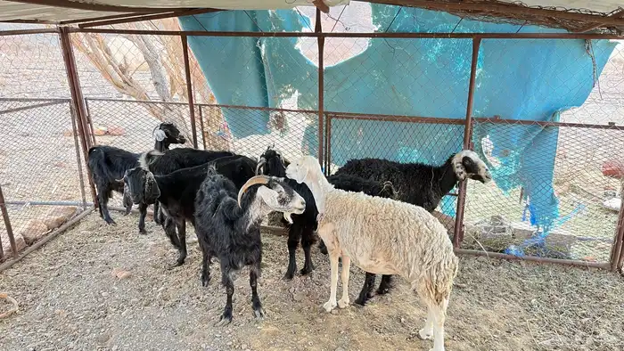 غنم للبيع 3