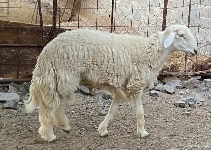 طلي فحل ثني مشروط ضرب 7